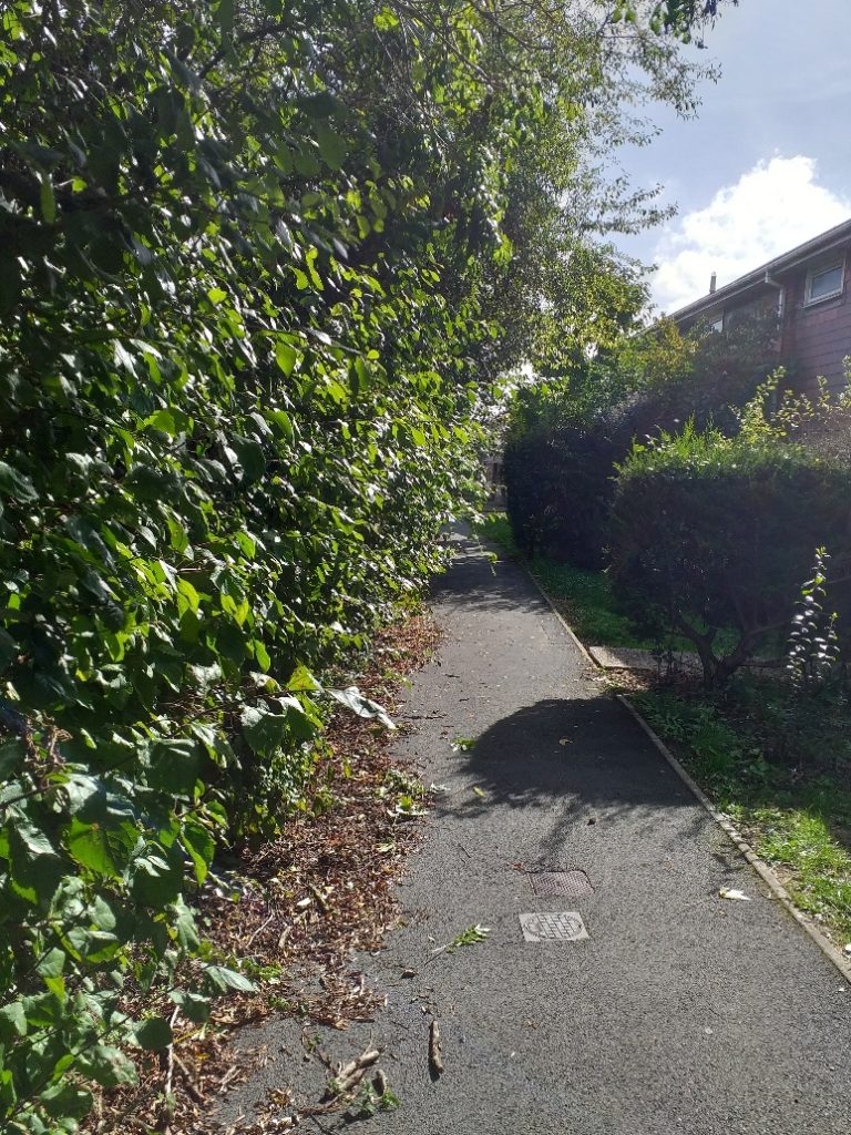 Overhanging vegetation in Hookes Way